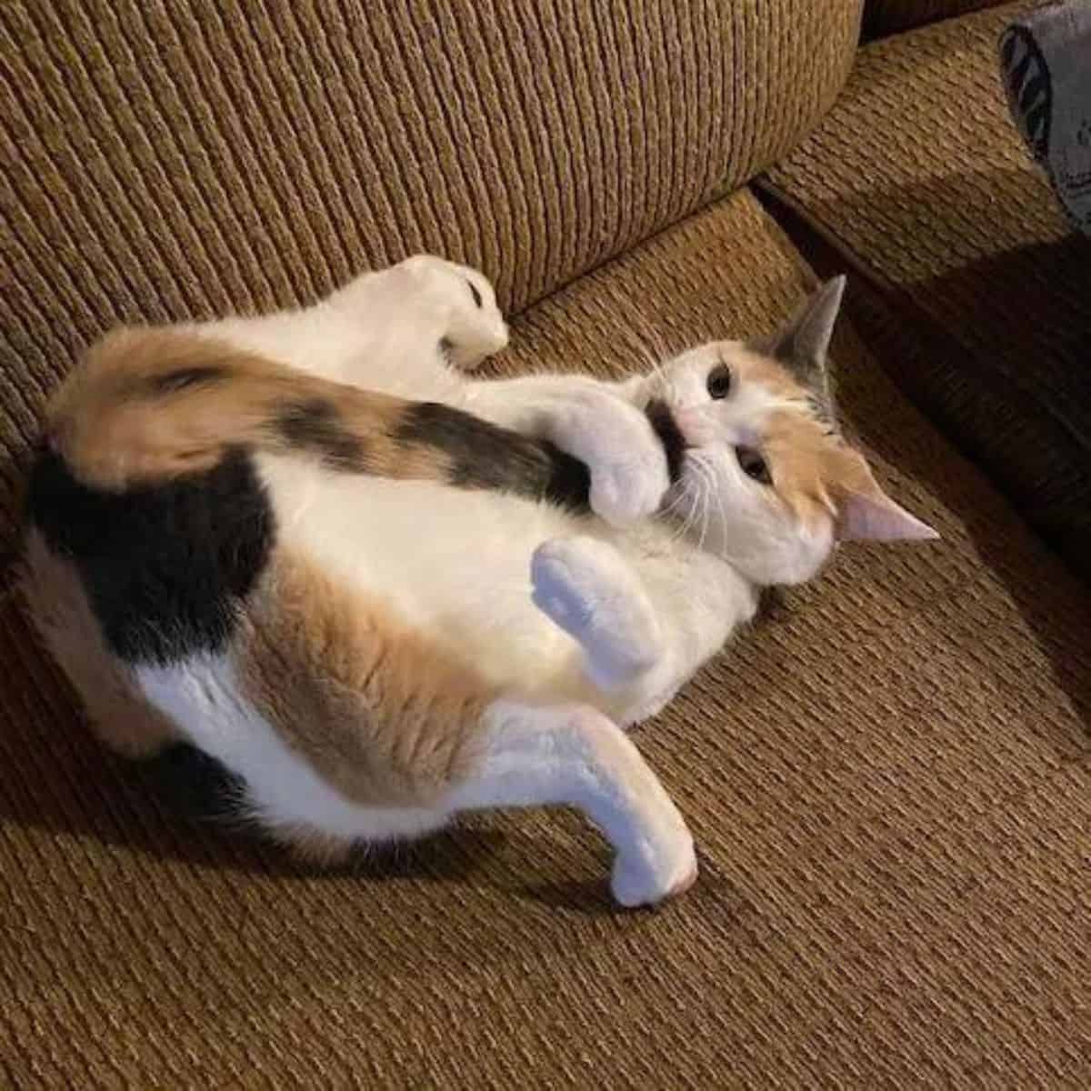 cat in funny position
