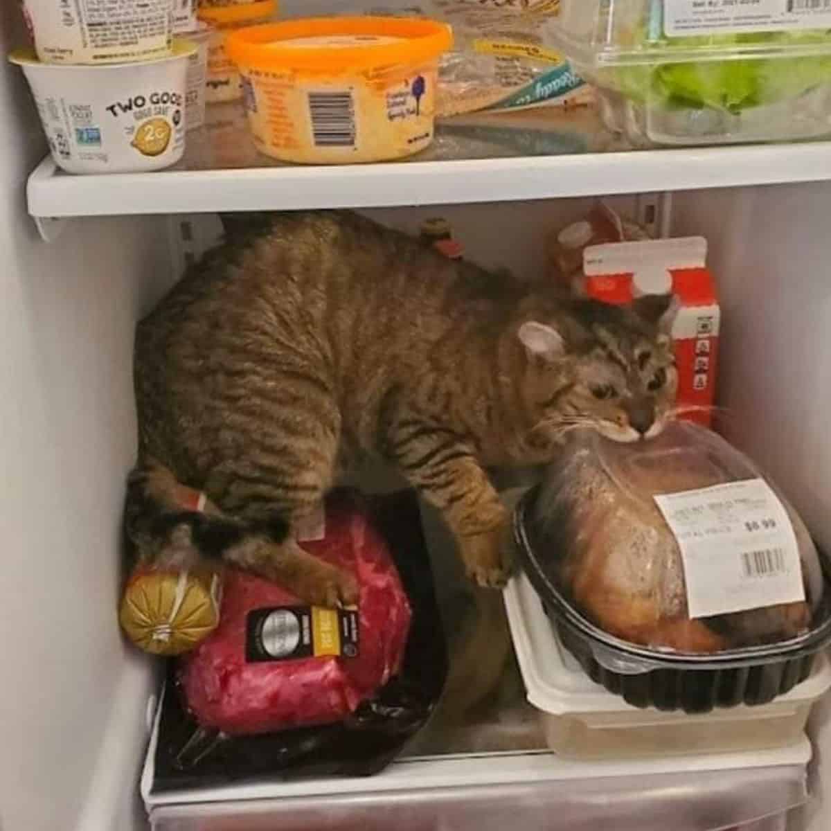 cat in the fridge