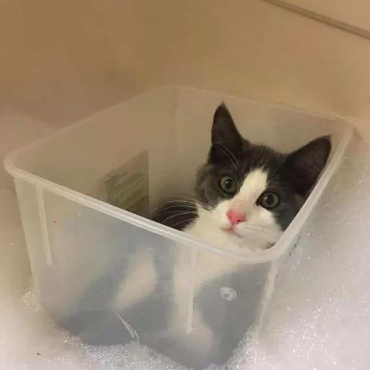 cat in the plastic box