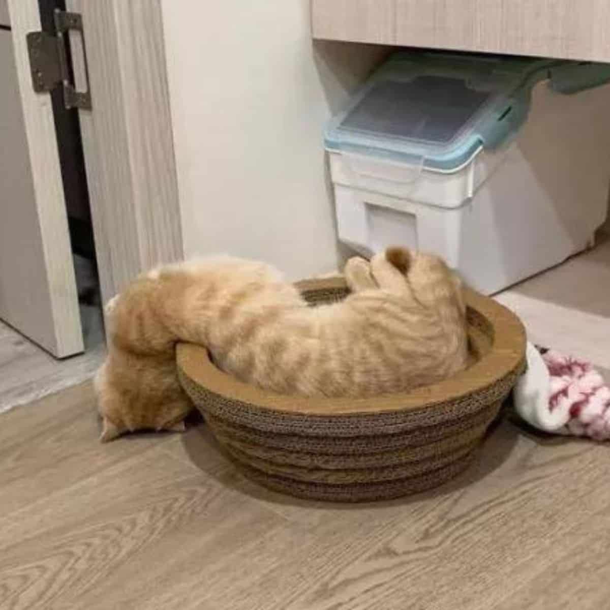 cat in wooden bowl