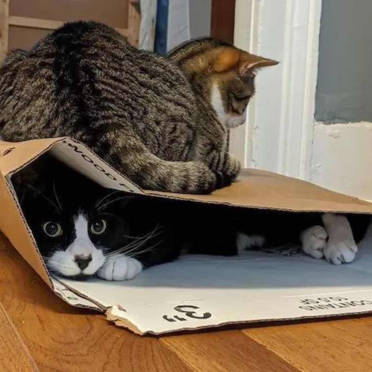cat laying on another cat in box
