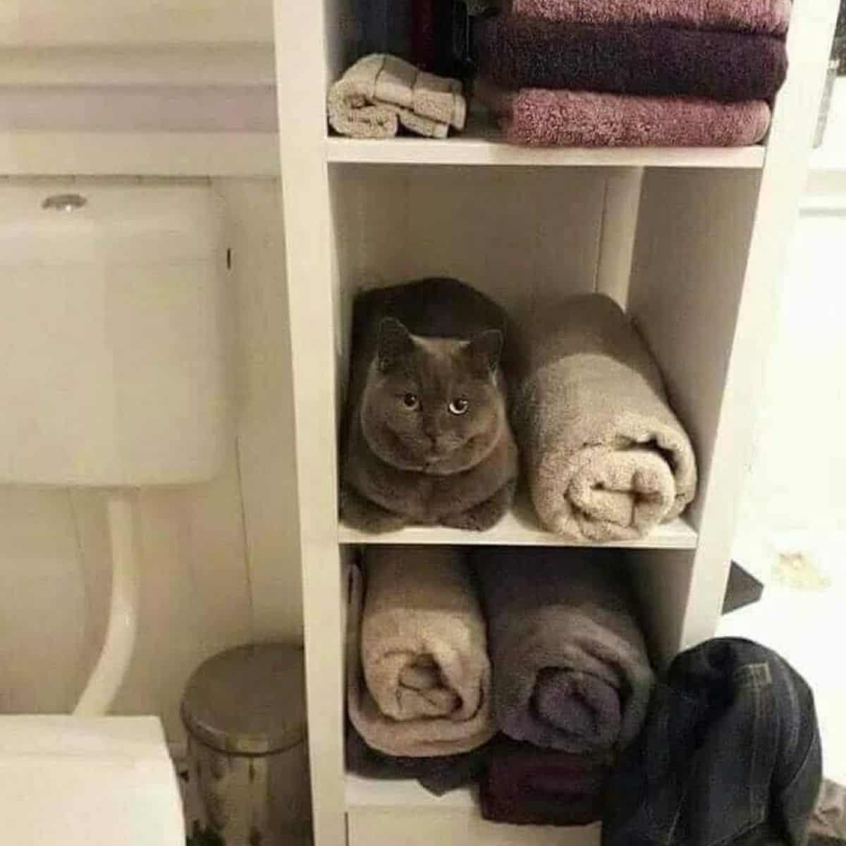 cat laying on the shelf with towels