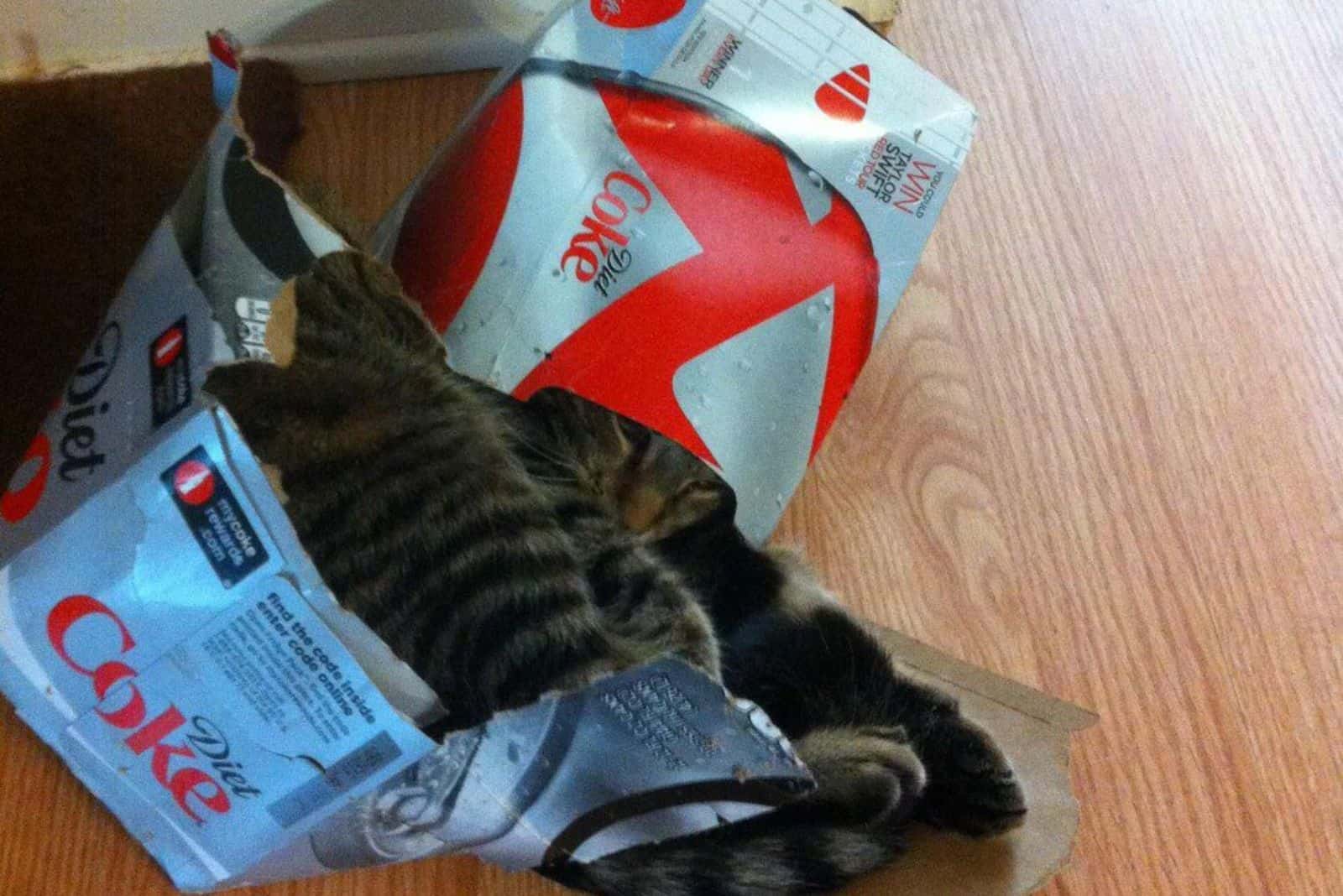 cat lying in a coke box
