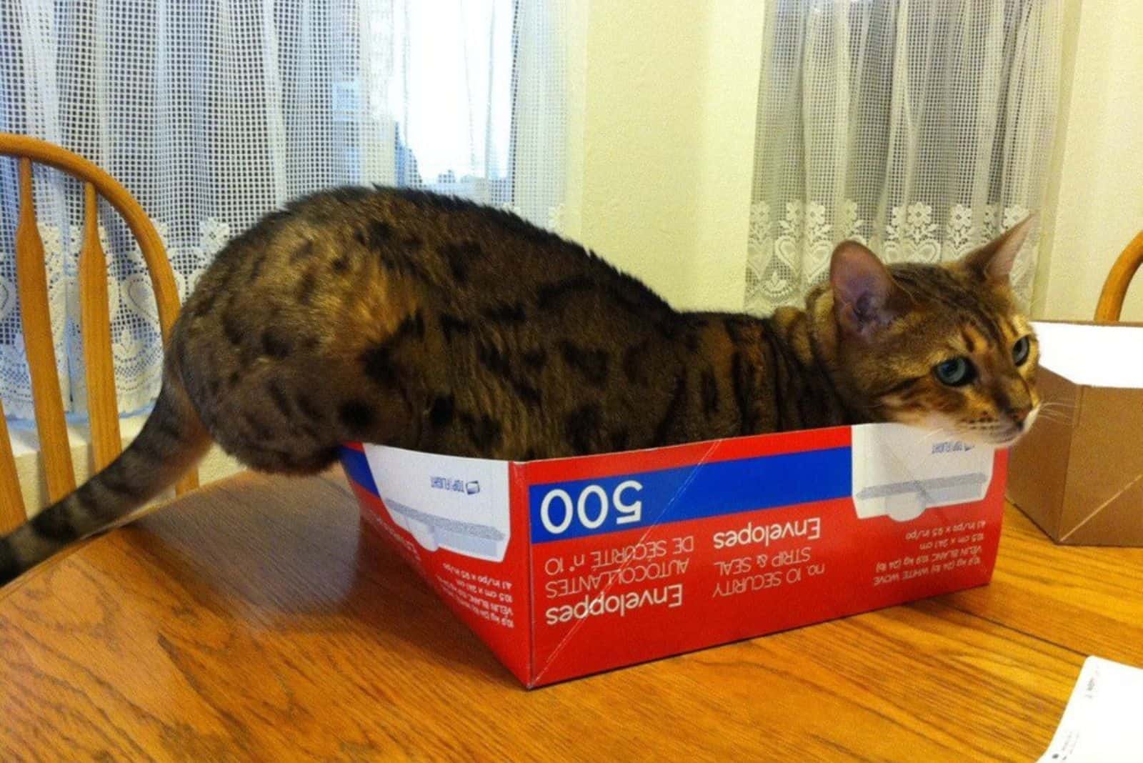 cat lying in a red box