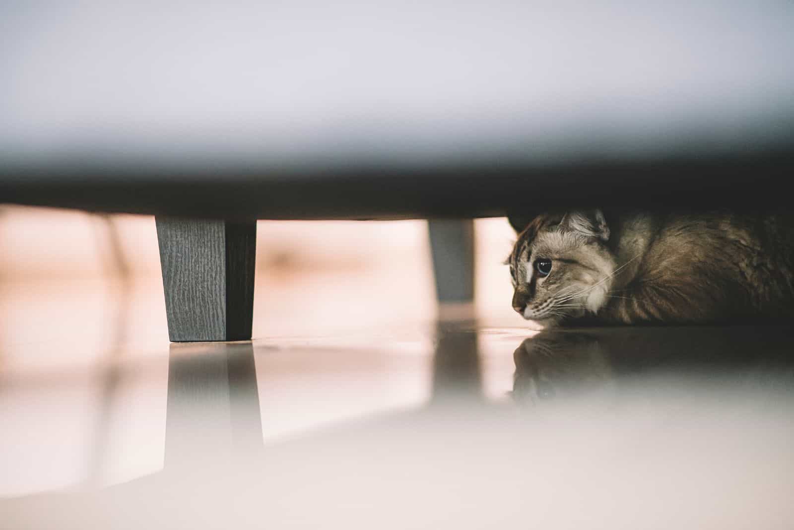 cat lying under the bed