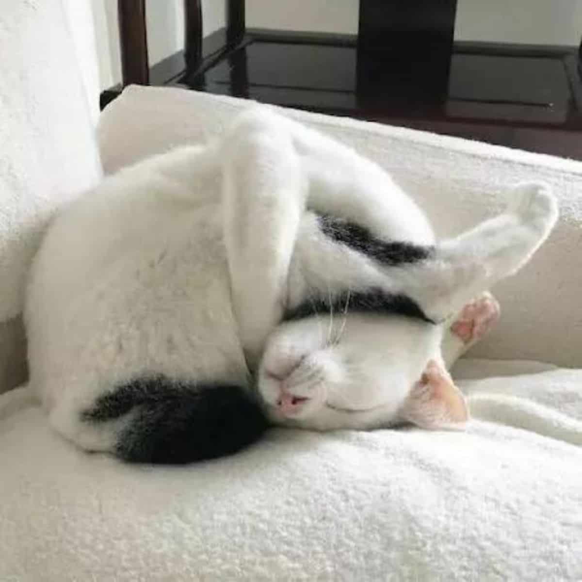 cat napping in a funny position