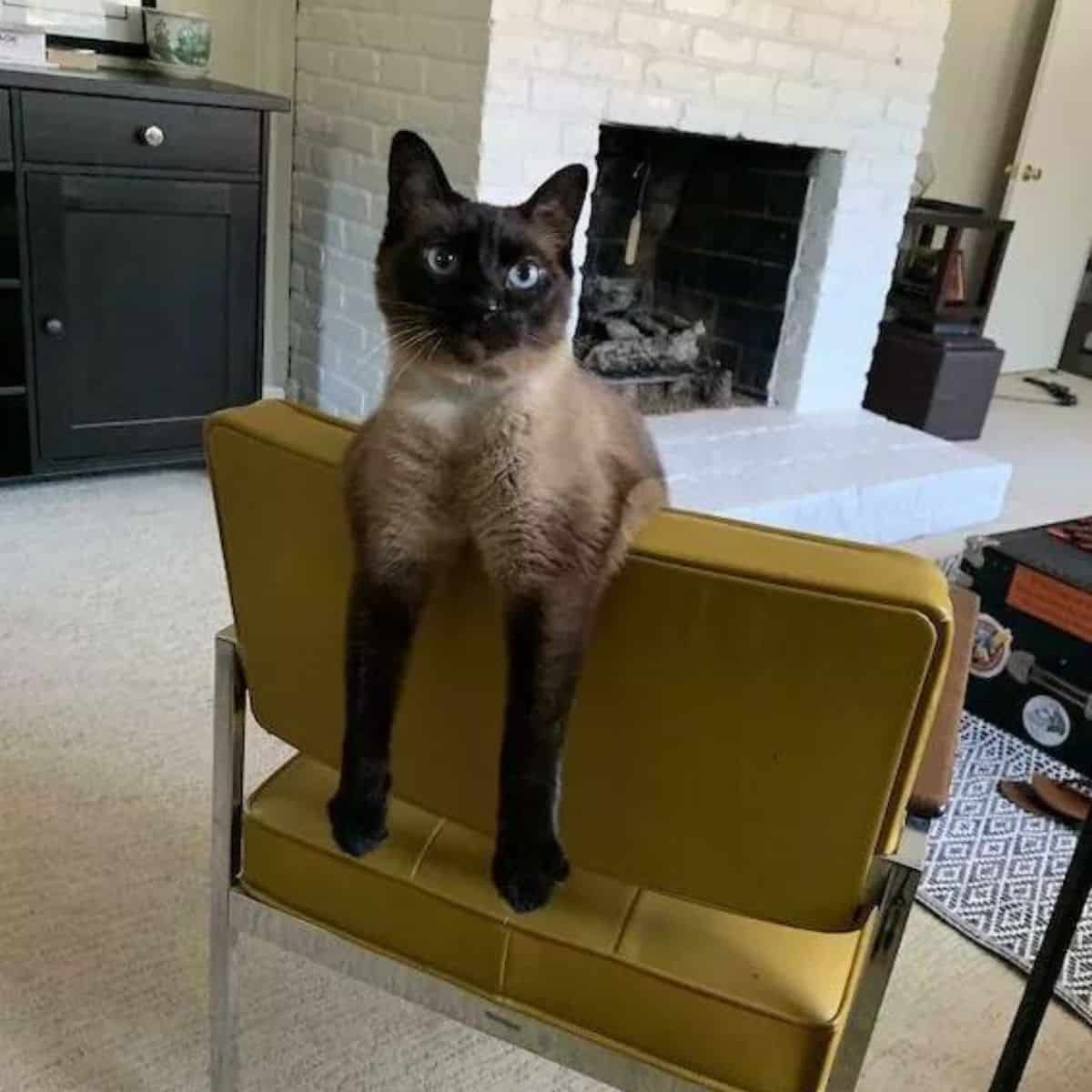 cat on chair with legs hanging