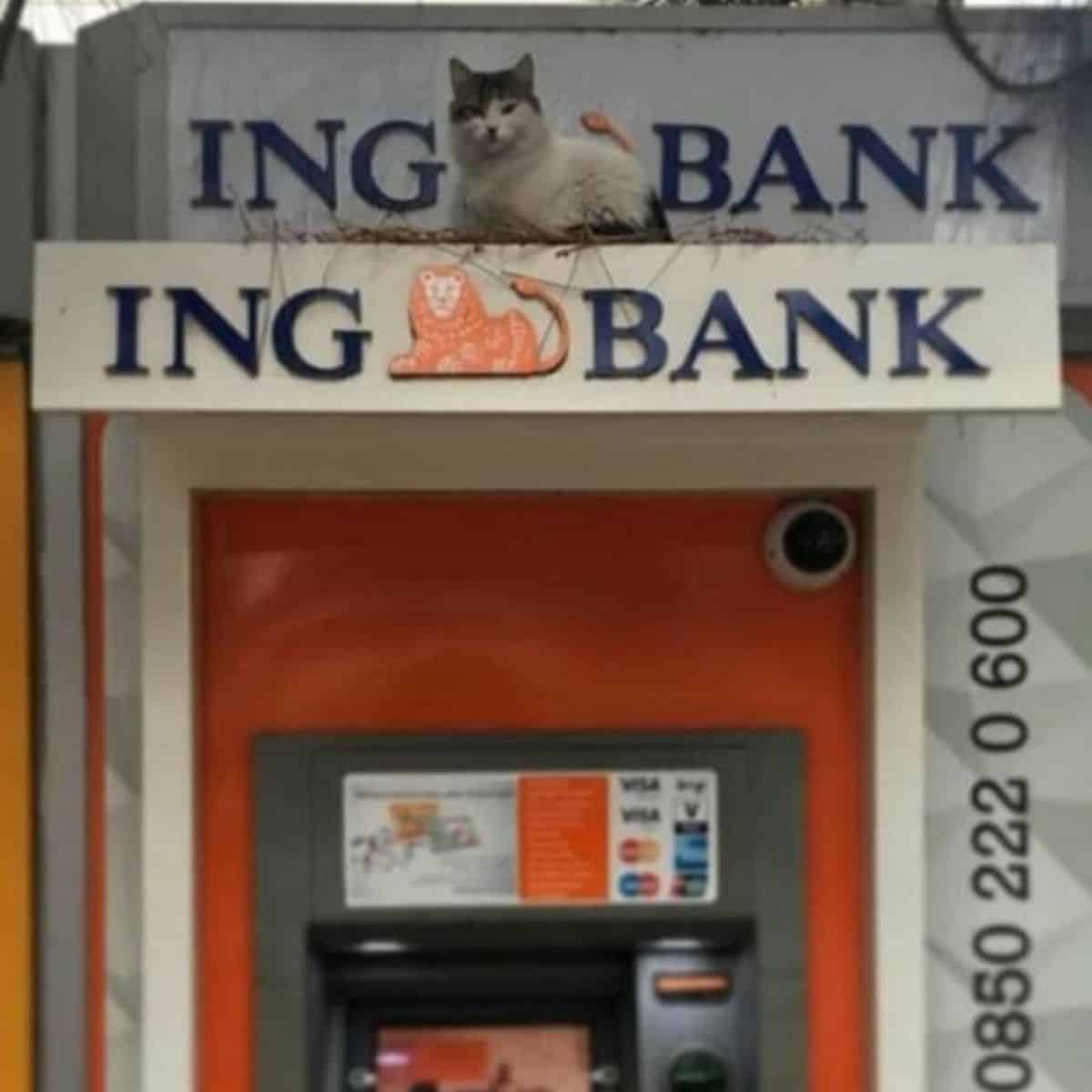 cat on the bank sign
