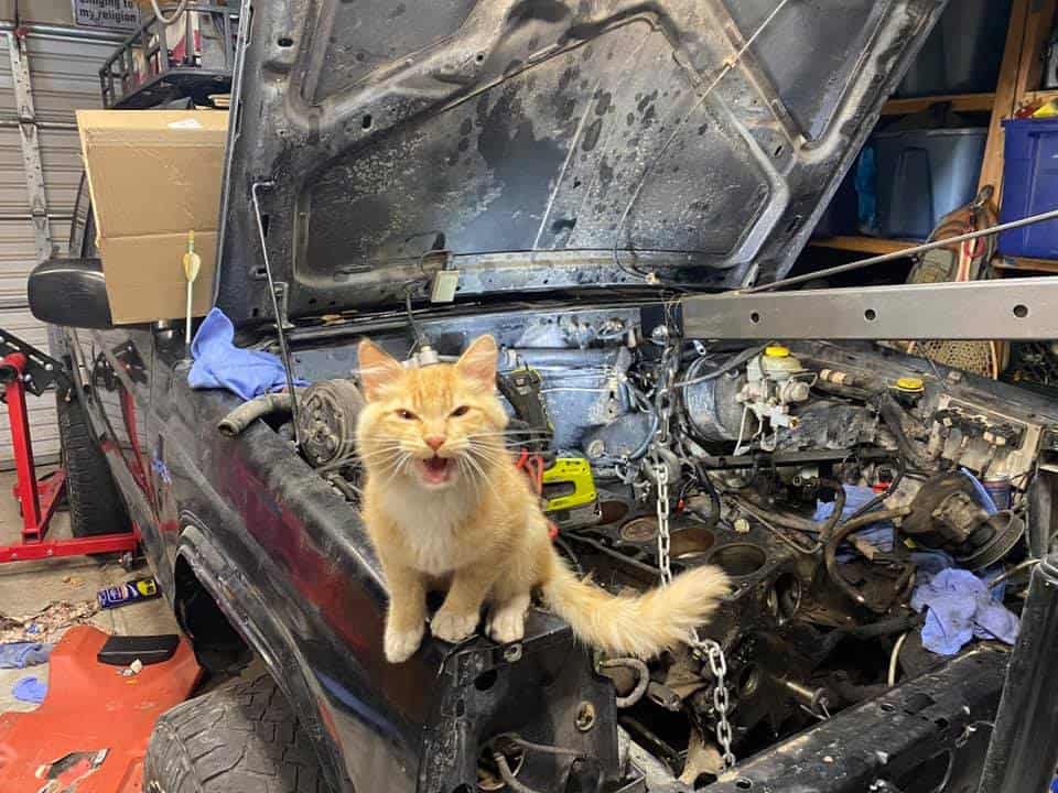 cat on the car in the garage