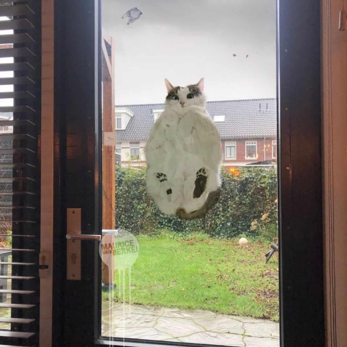 cat on the door glass