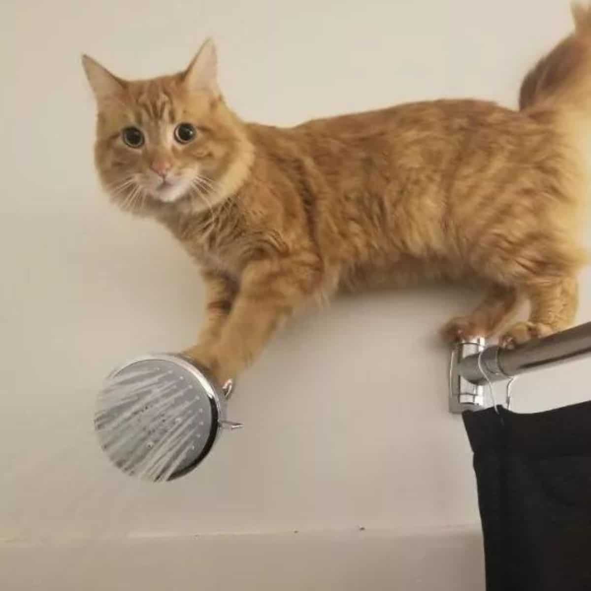 cat on the shower