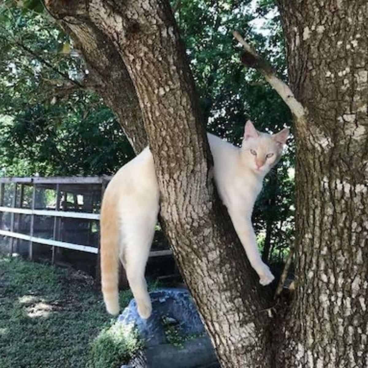 cat on the tree (2)