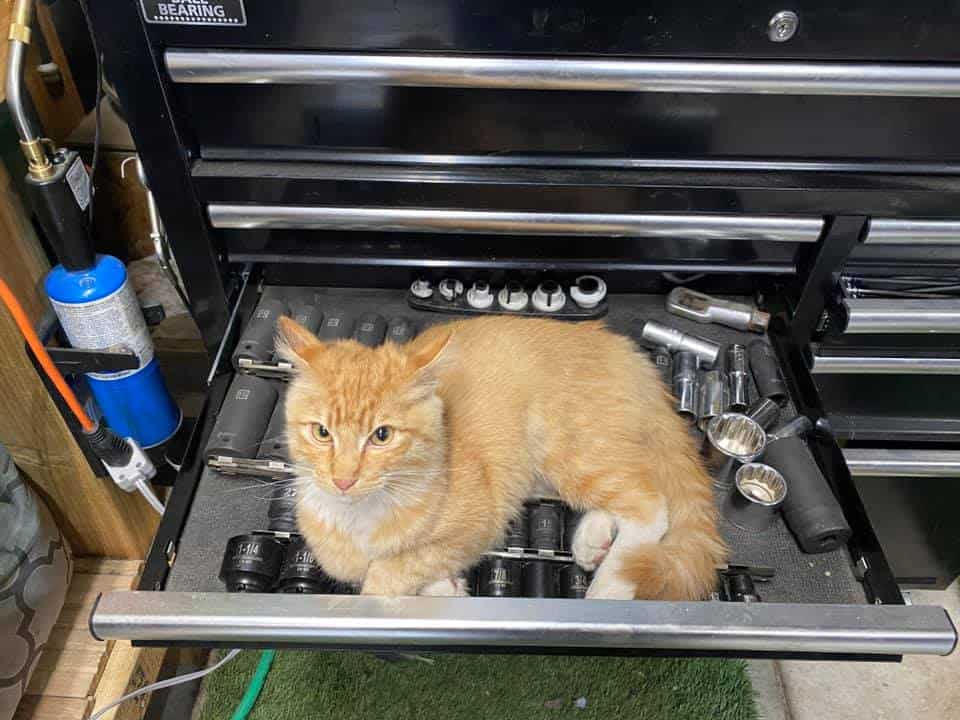 cat on tool