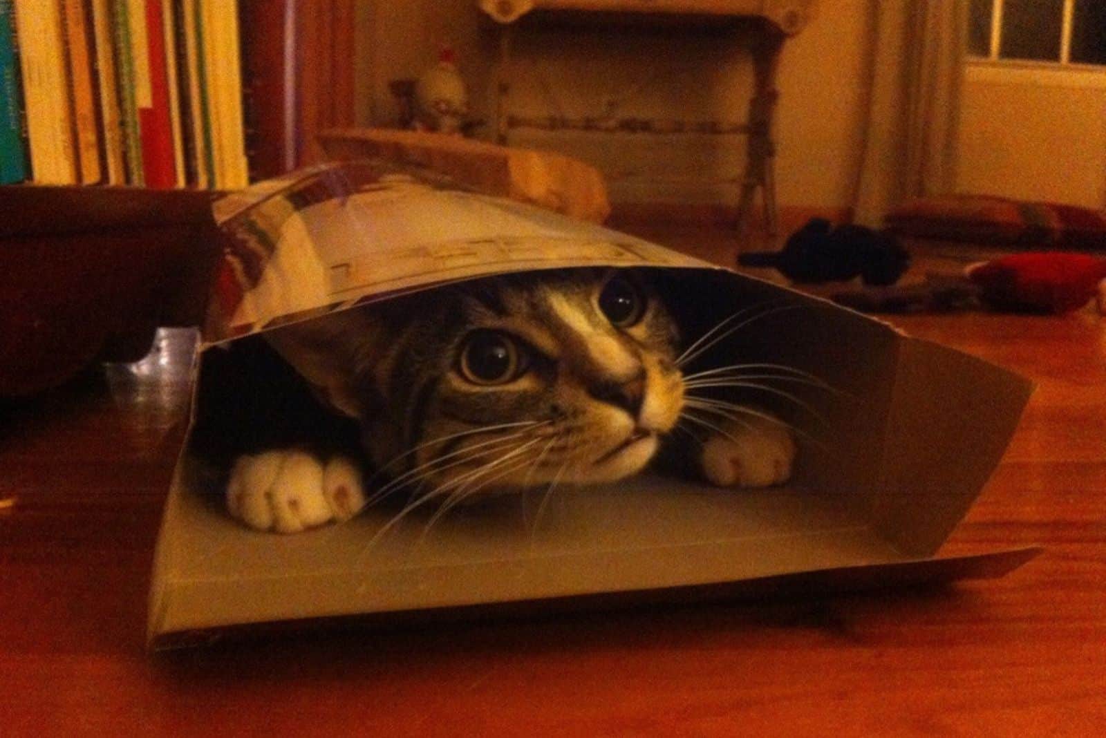 cat peeking from a box