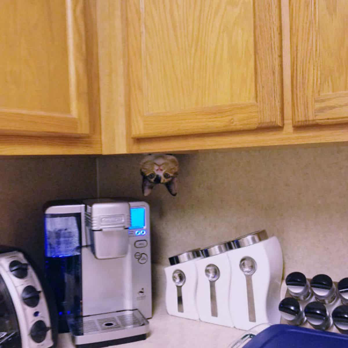 cat peeking from the kitchen