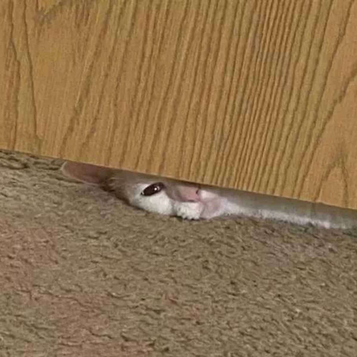 cat peeking under the desk