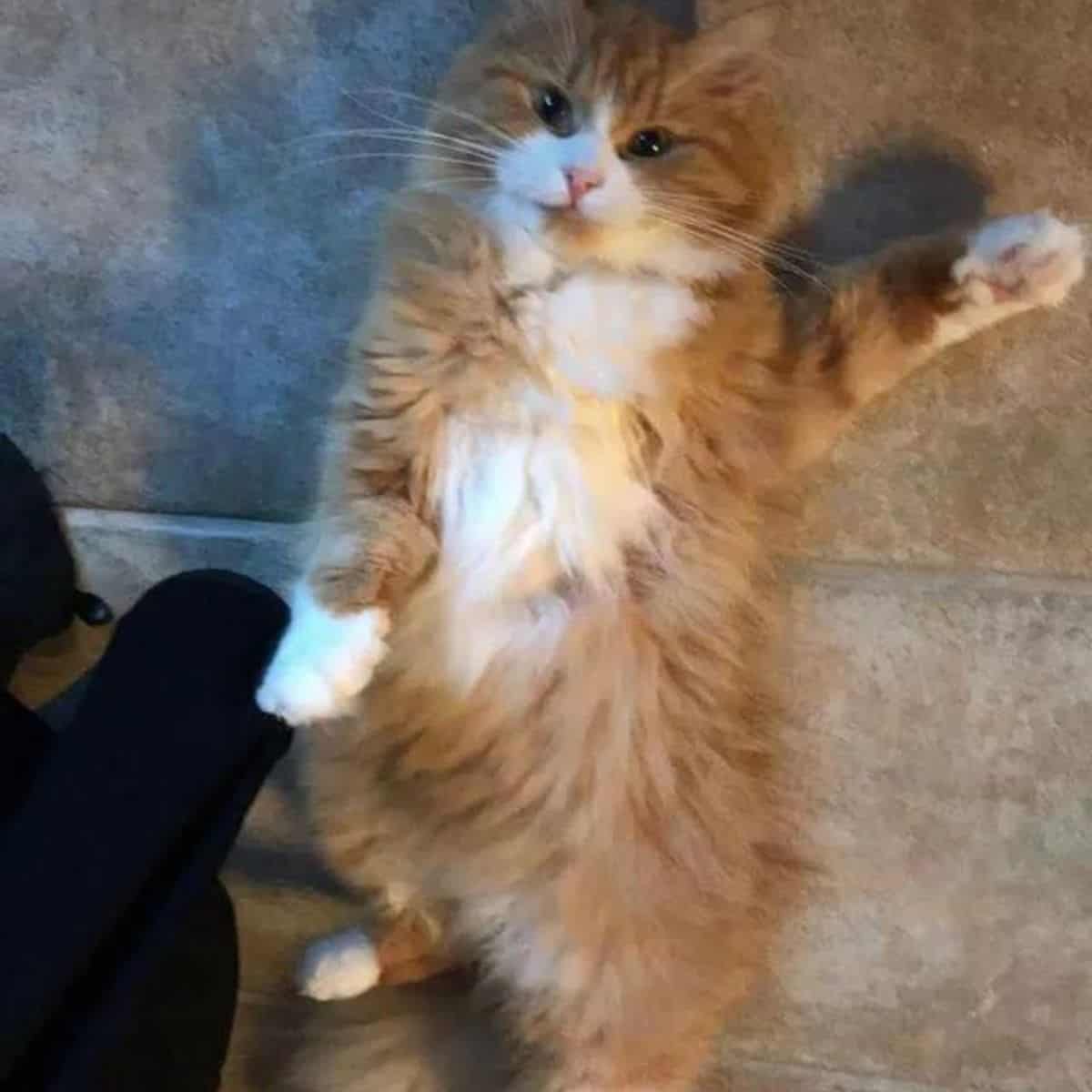 cat posing and laying on the floor