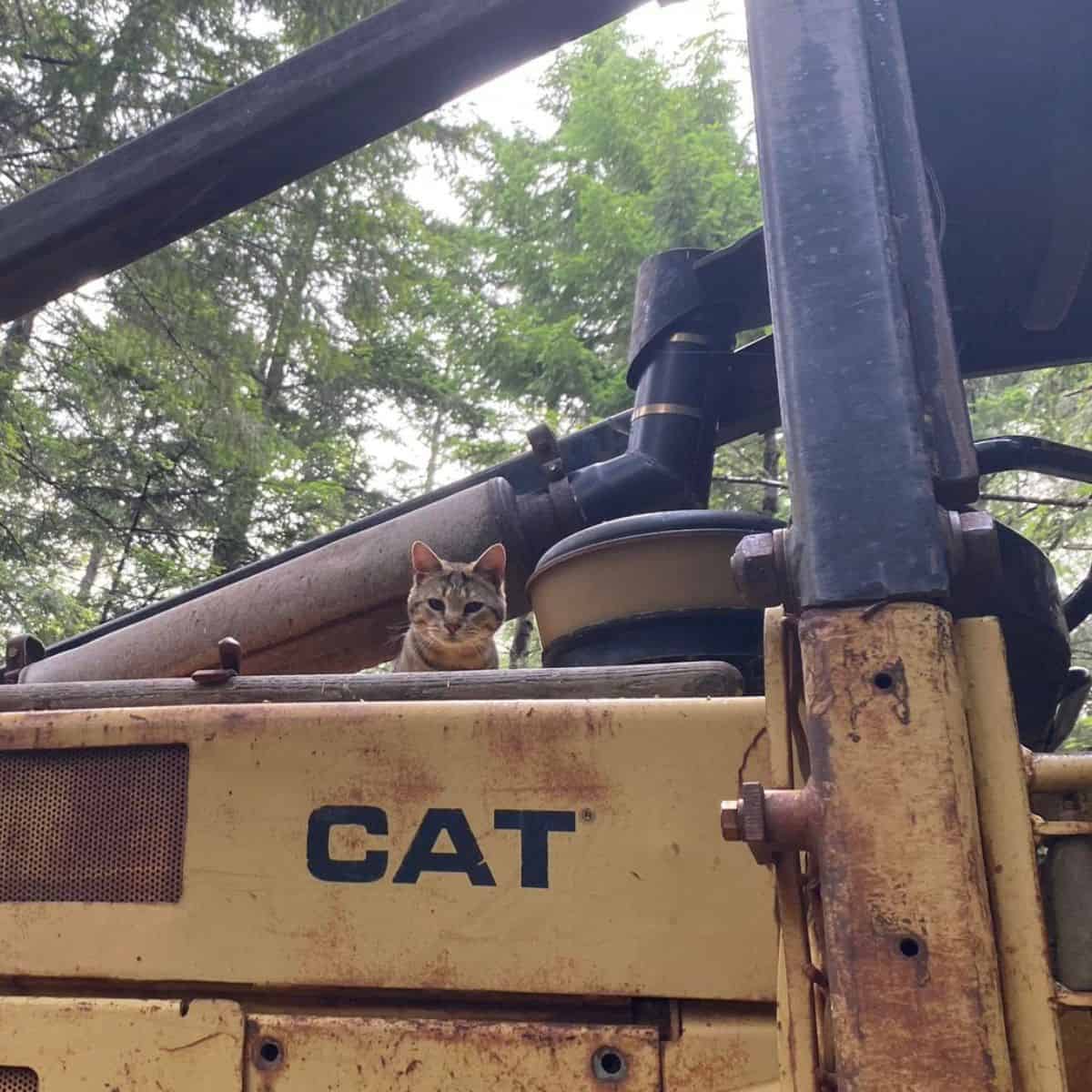 cat sits on the big machine wheels