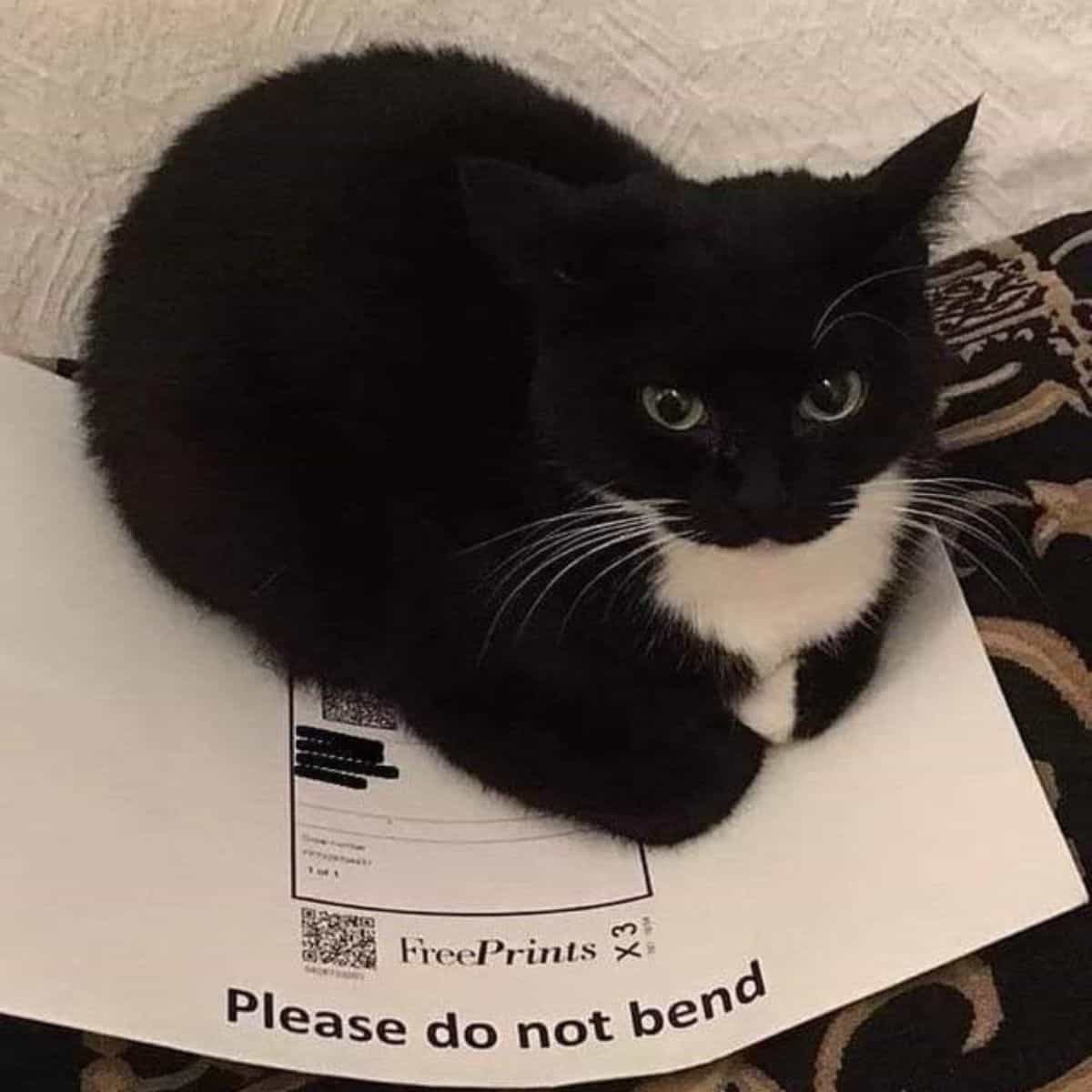 cat sitting on the paper