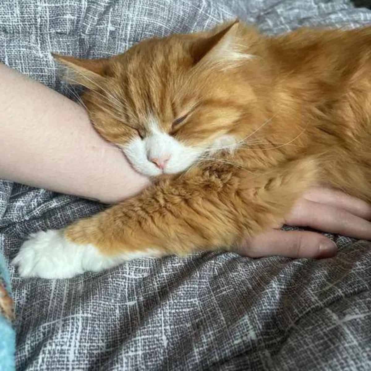 cat sleeping on owners hand