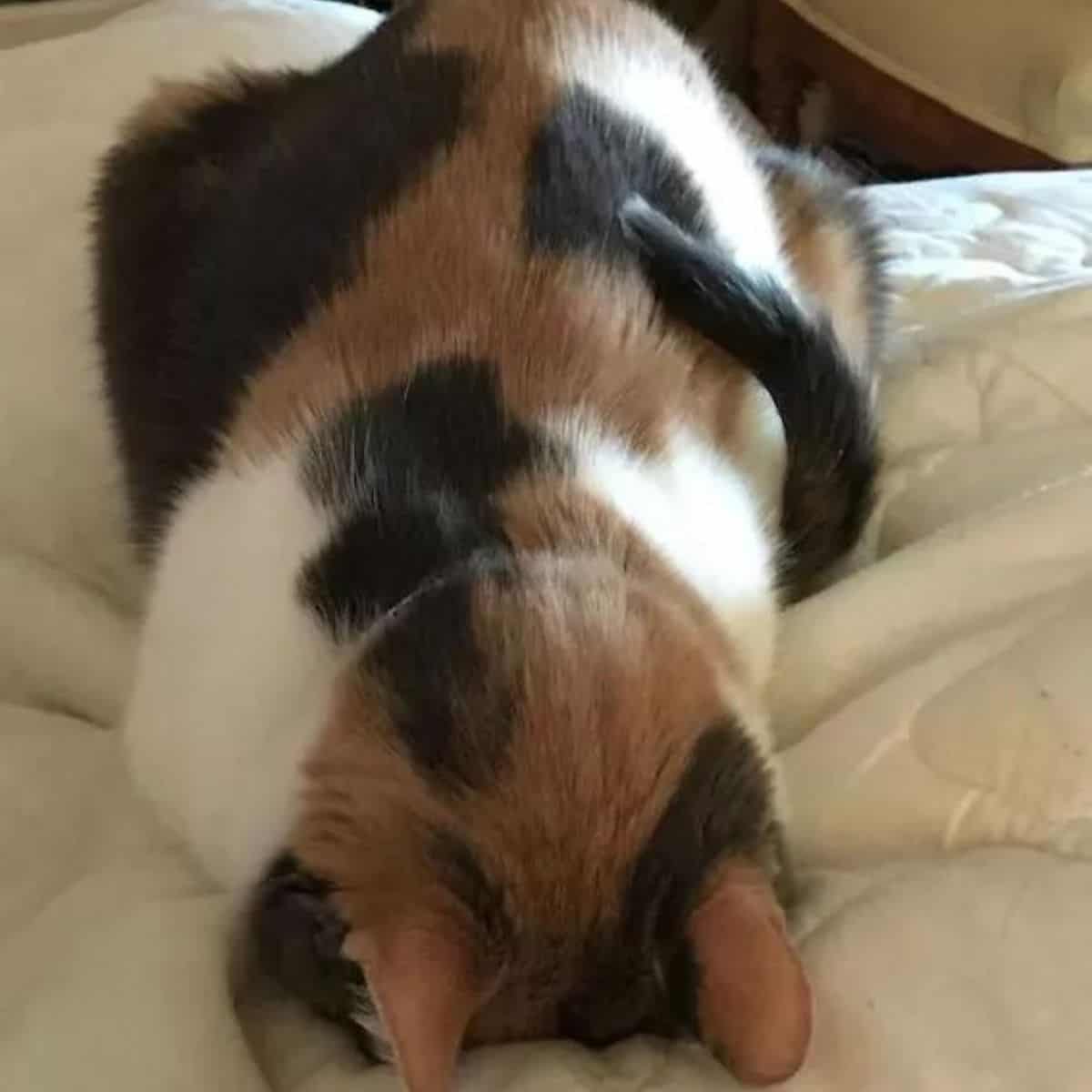 cat sleeping with face down