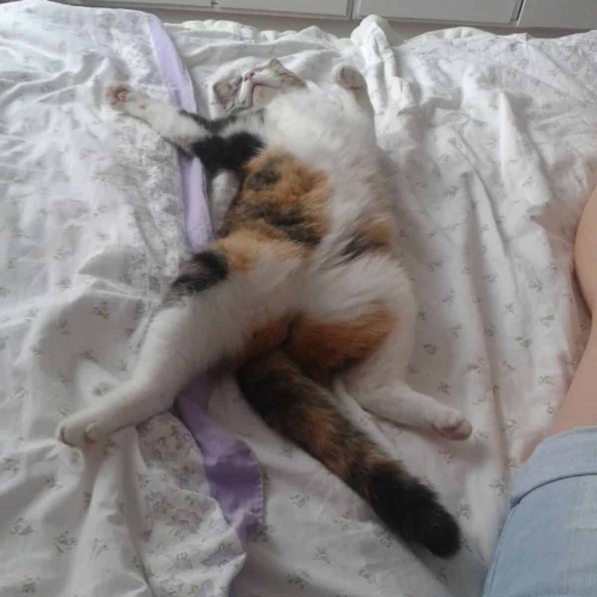 cat sleeps in a funny pose