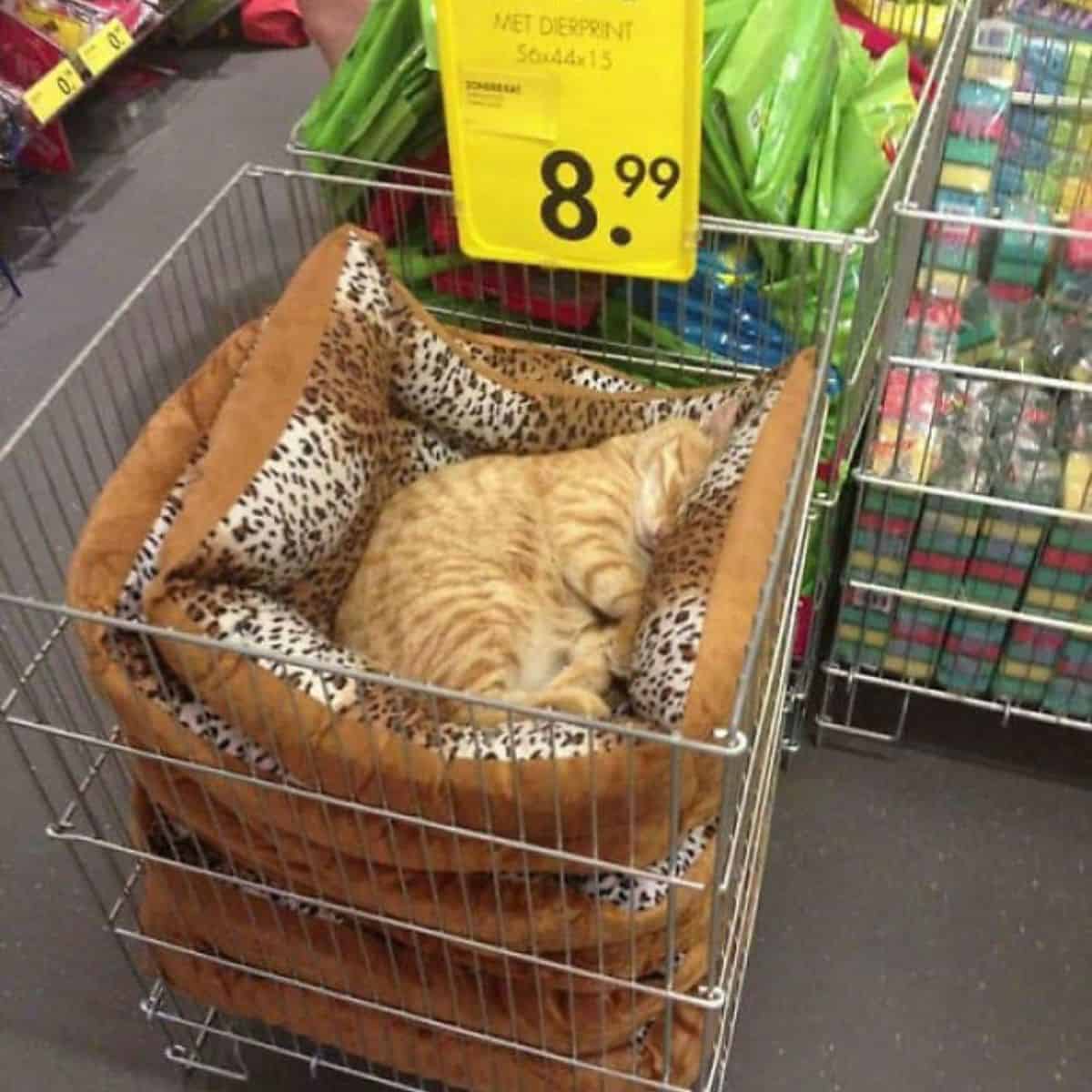 cat sleeps in store