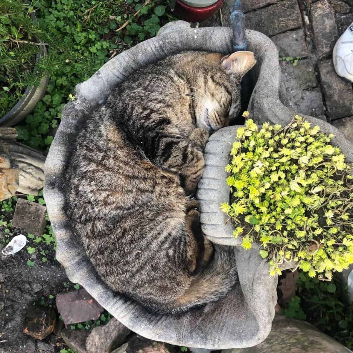 cat sleeps in the ceramic pot