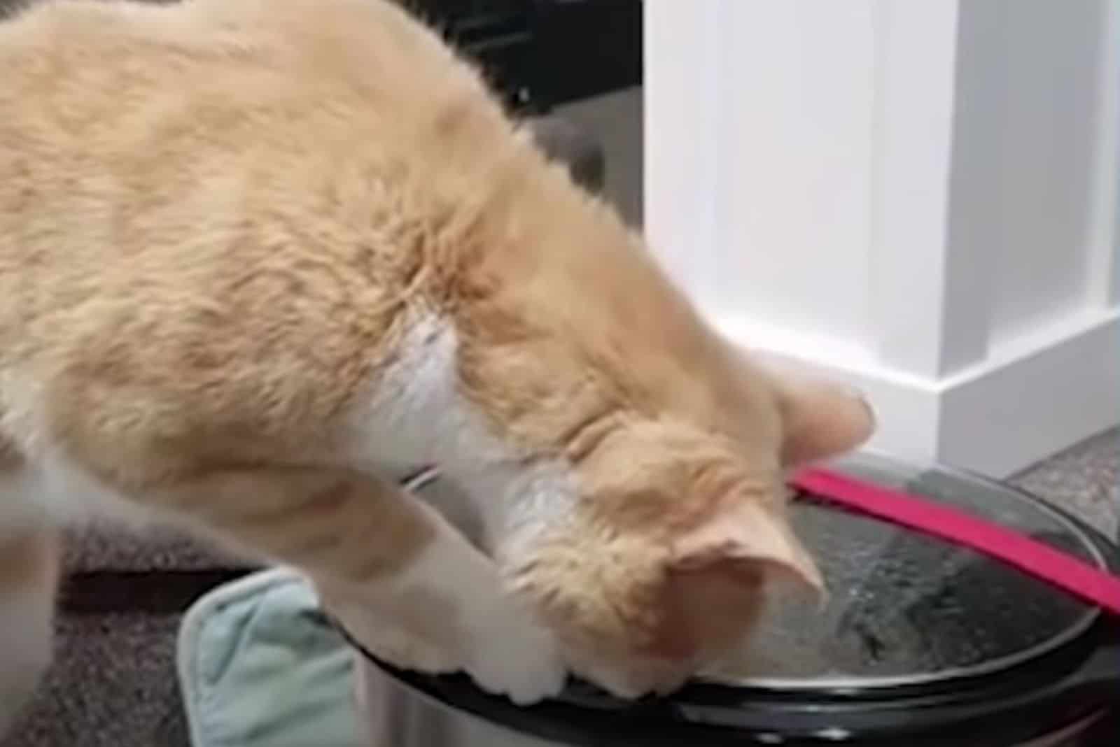 cat sniffing the food pot