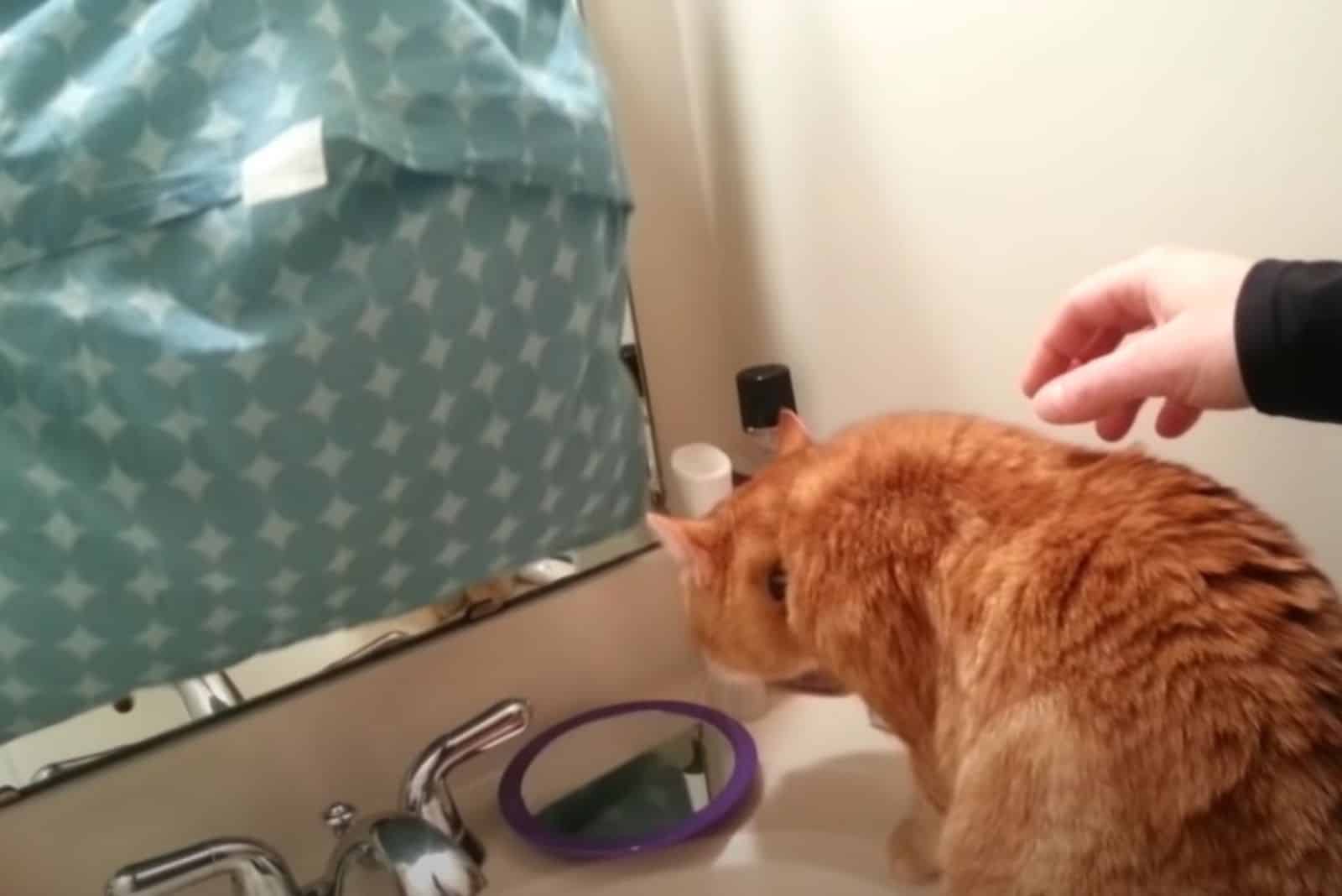 cat standing on the sink