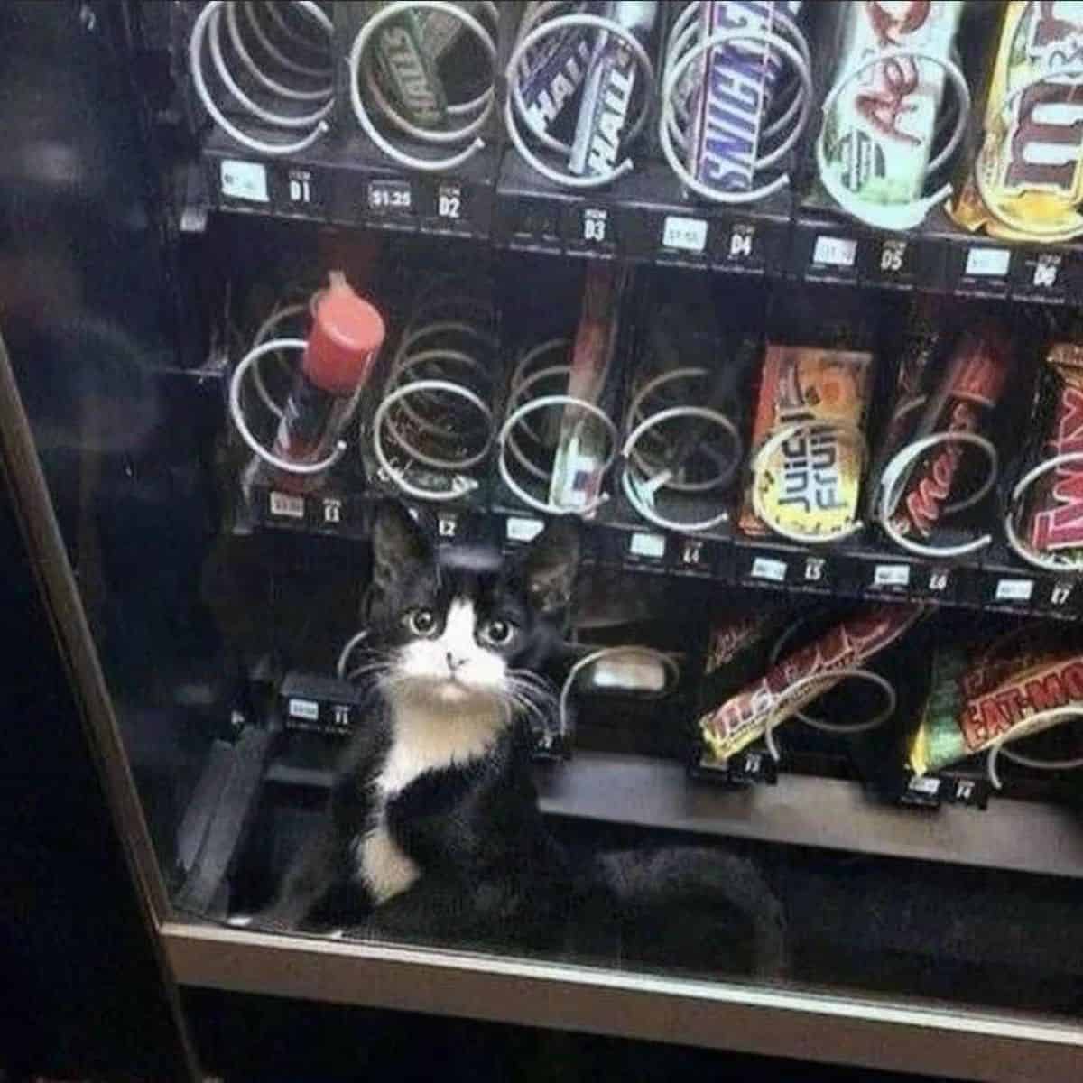 cat standing with machine with sweets