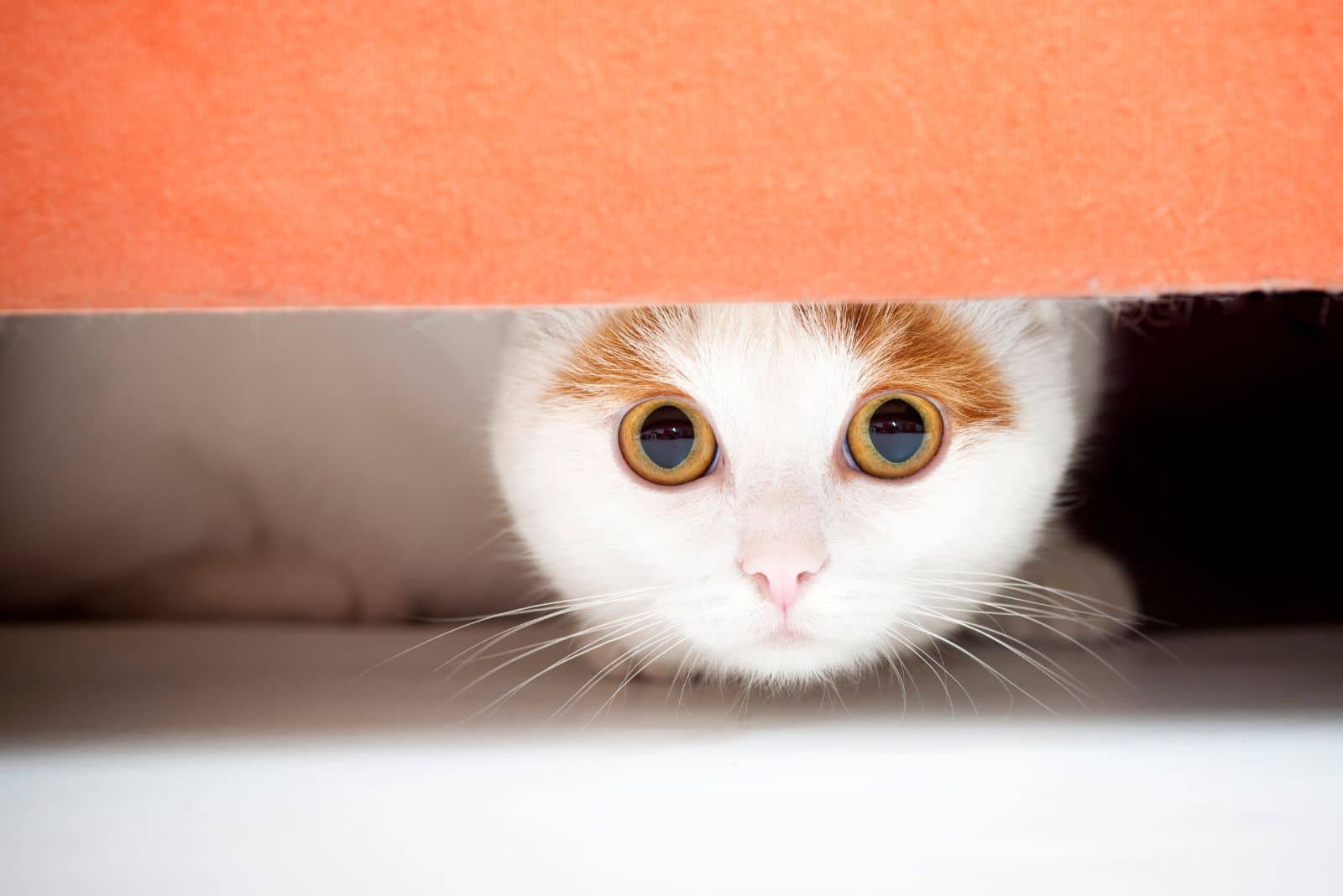 cat staring from underneath the couch
