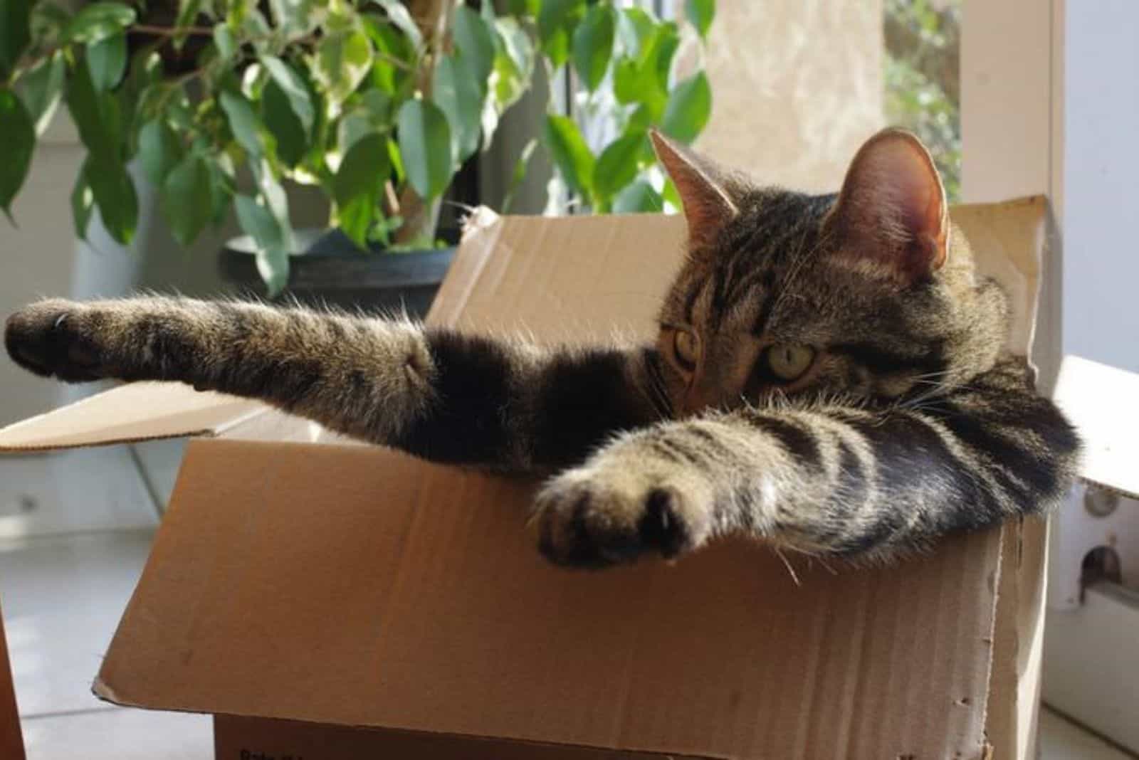 cat stretching in a box