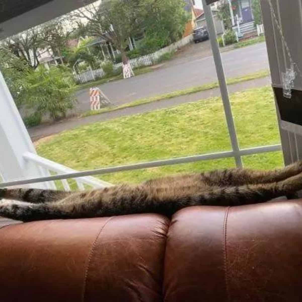 cat stretching on the couch