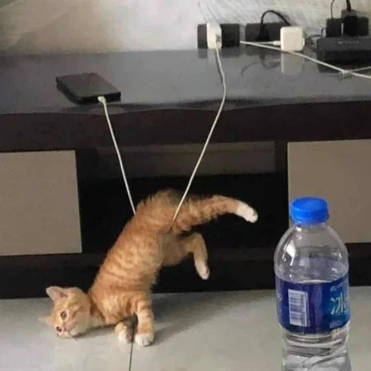 cat stucked with charger