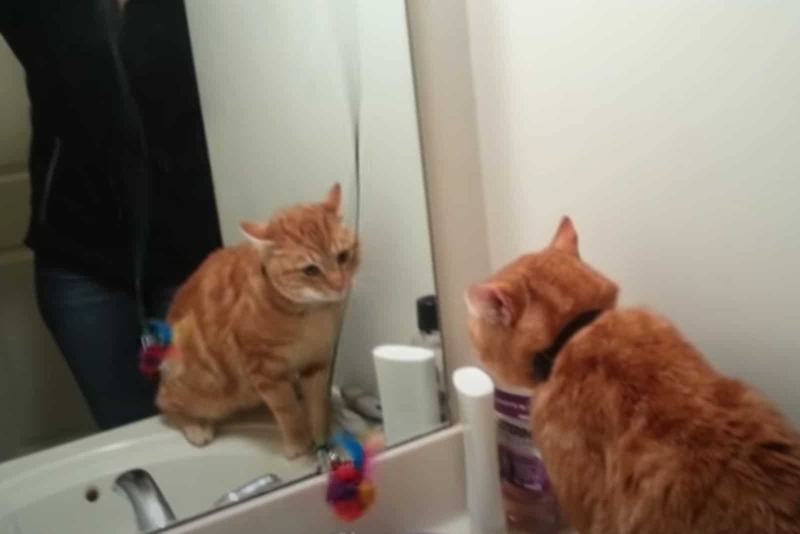 cat watching the mirror while owner stands back