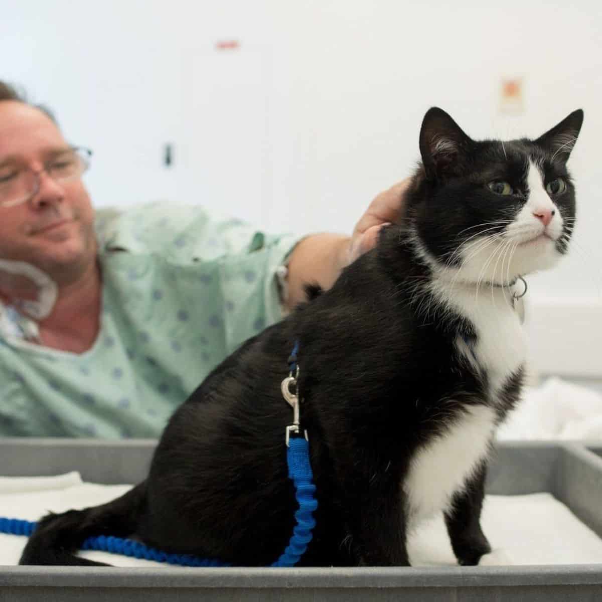 cat with a man in hospital