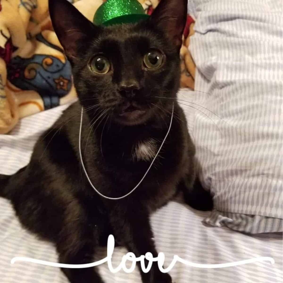 cat with a necklace