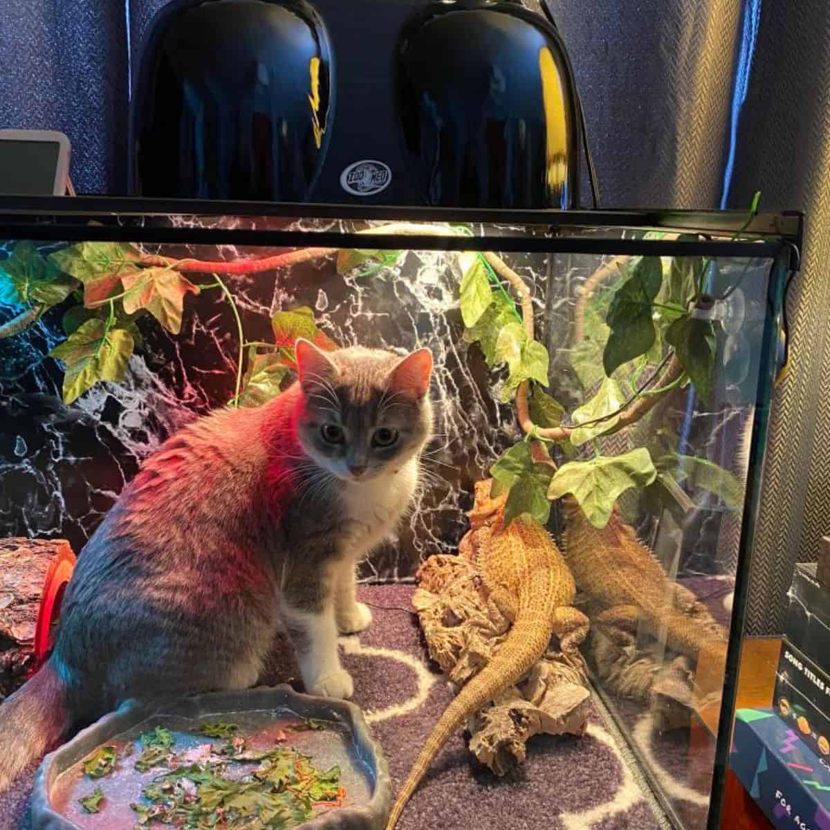 cat with aquarium