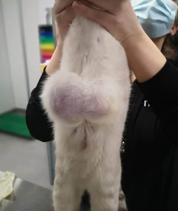 cat with bump for surgery