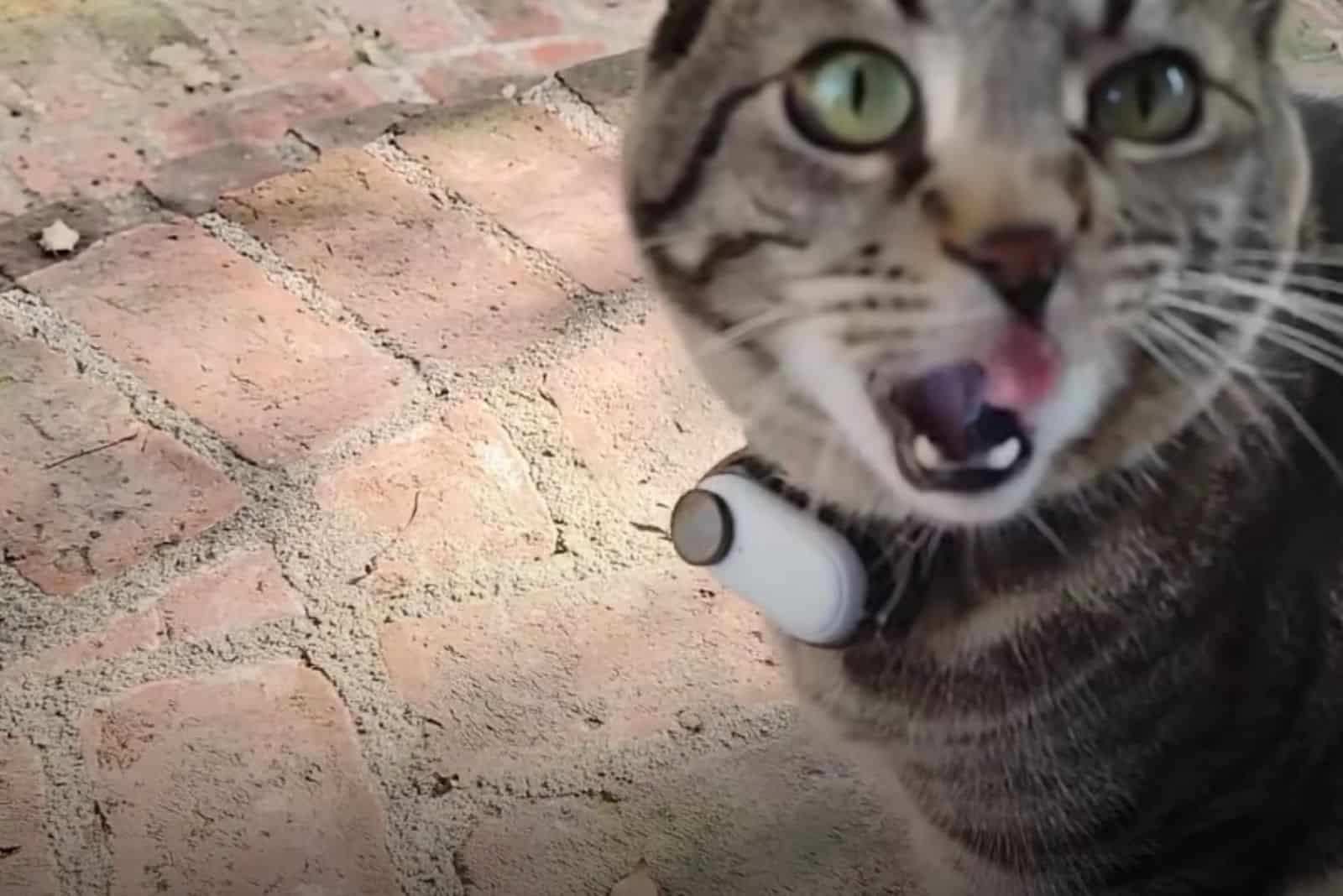 cat with camera collar
