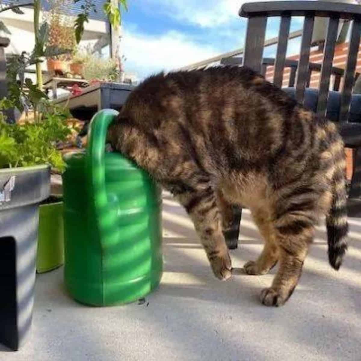 cat with head in water can