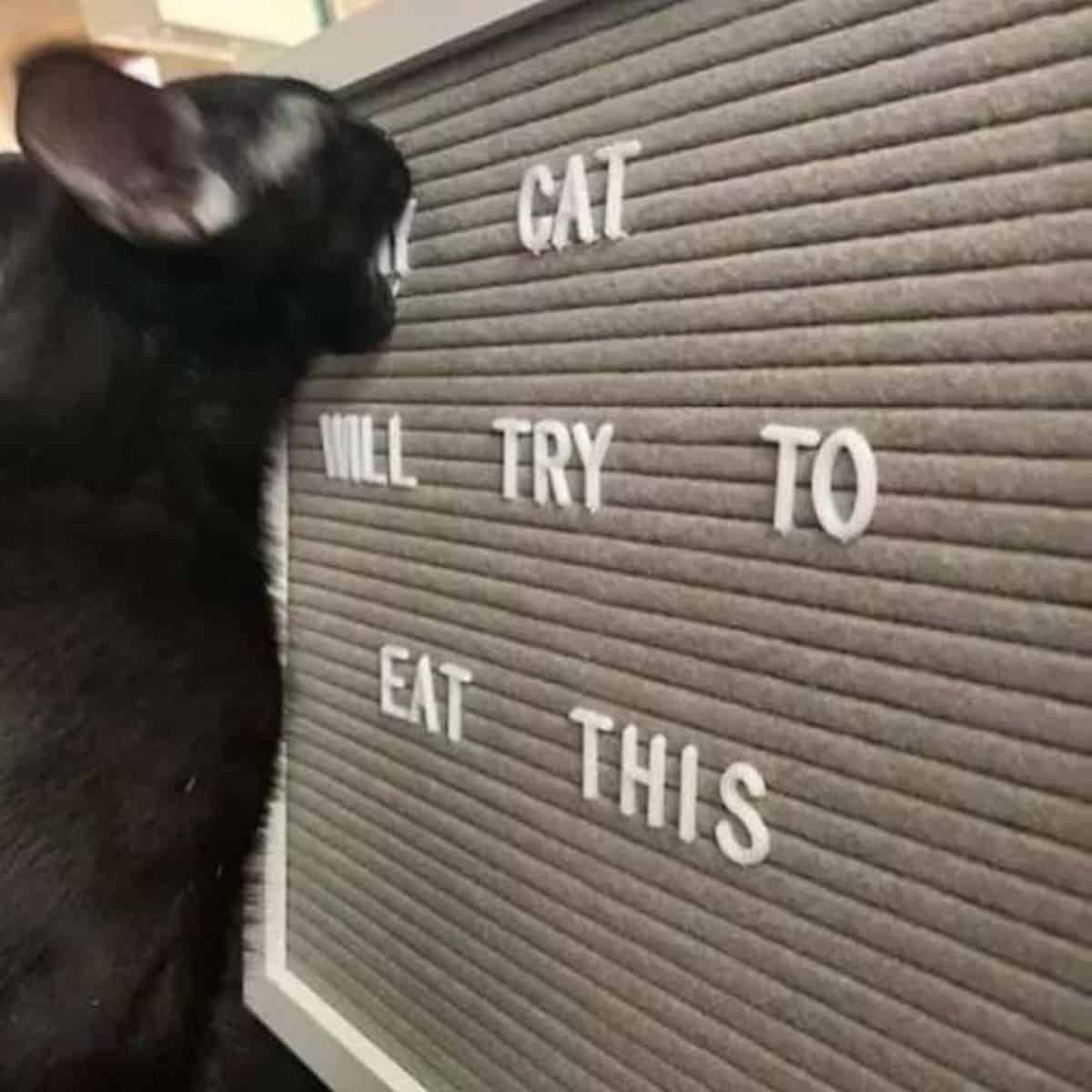cat with letters