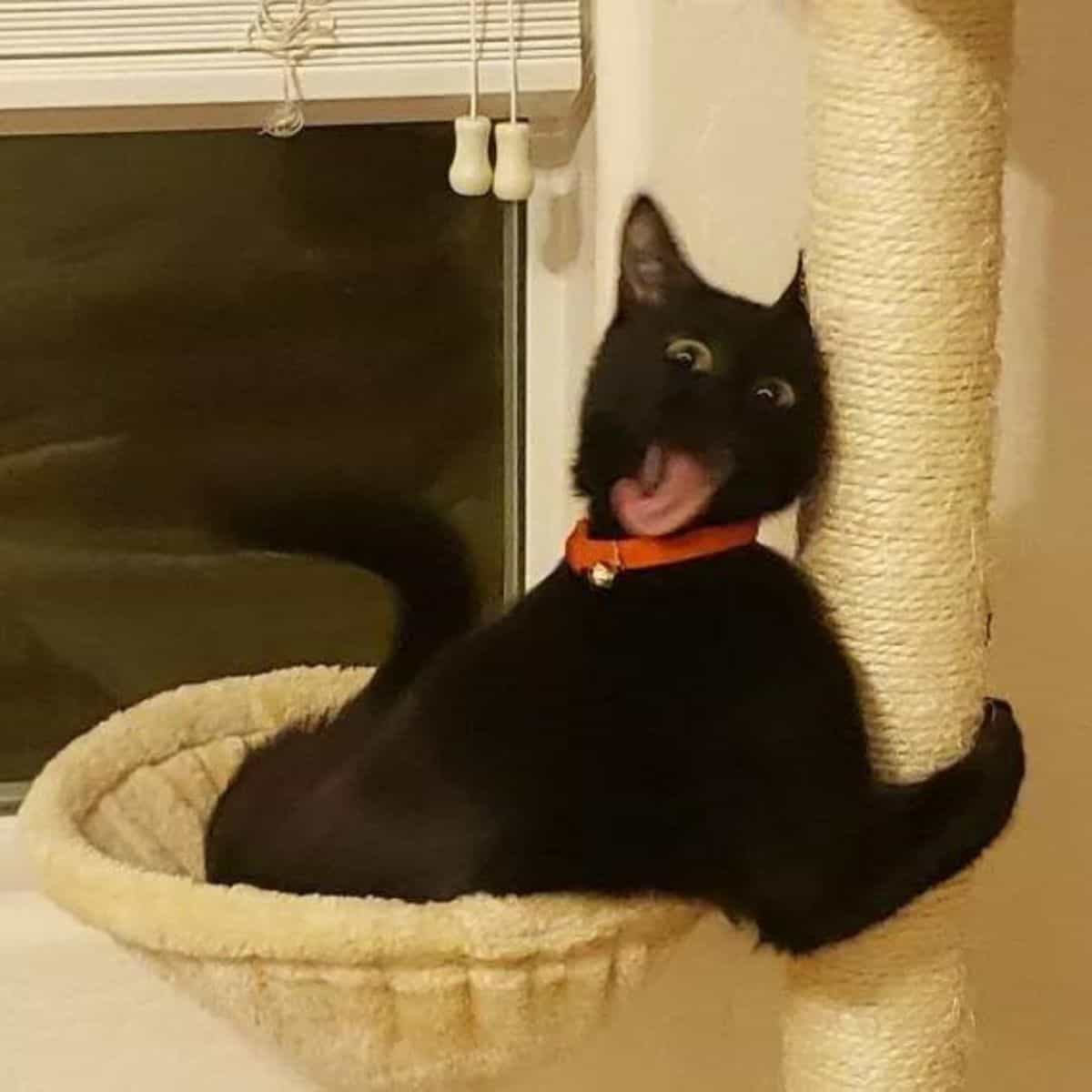 cat with silly face
