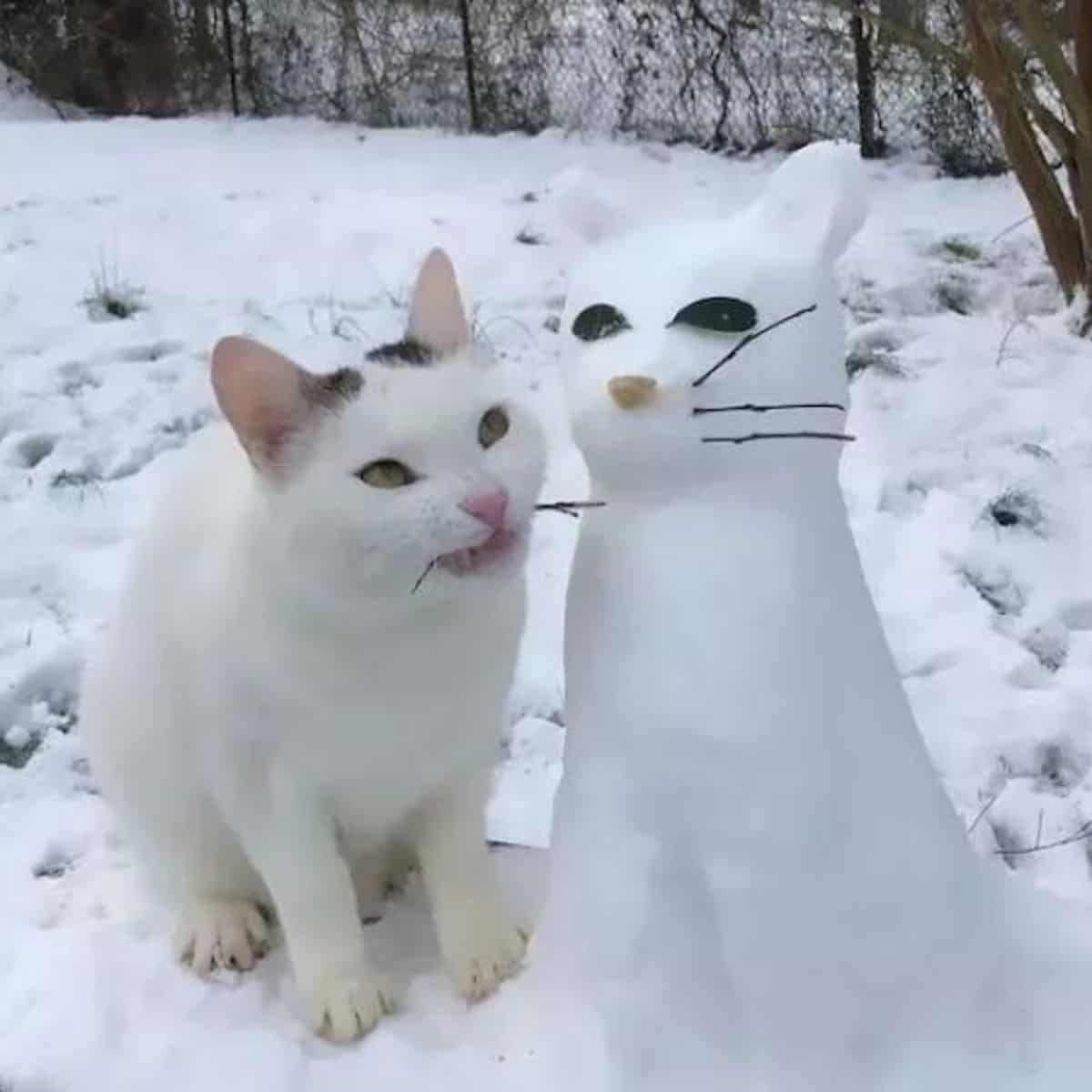 cat with snowman cat