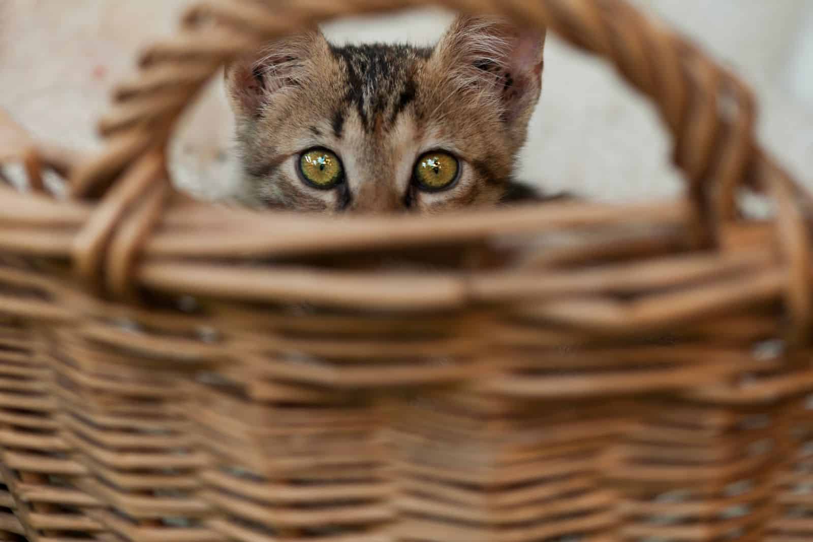 cat's eyes behind a wooden basket