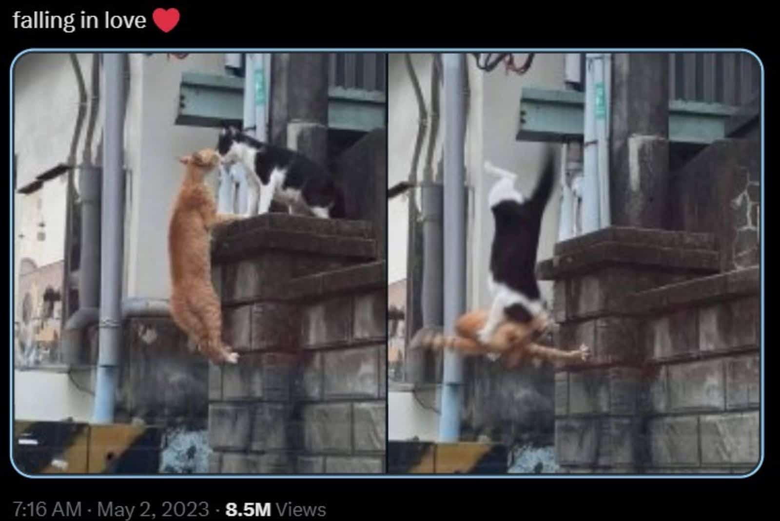 cats kissing and falling