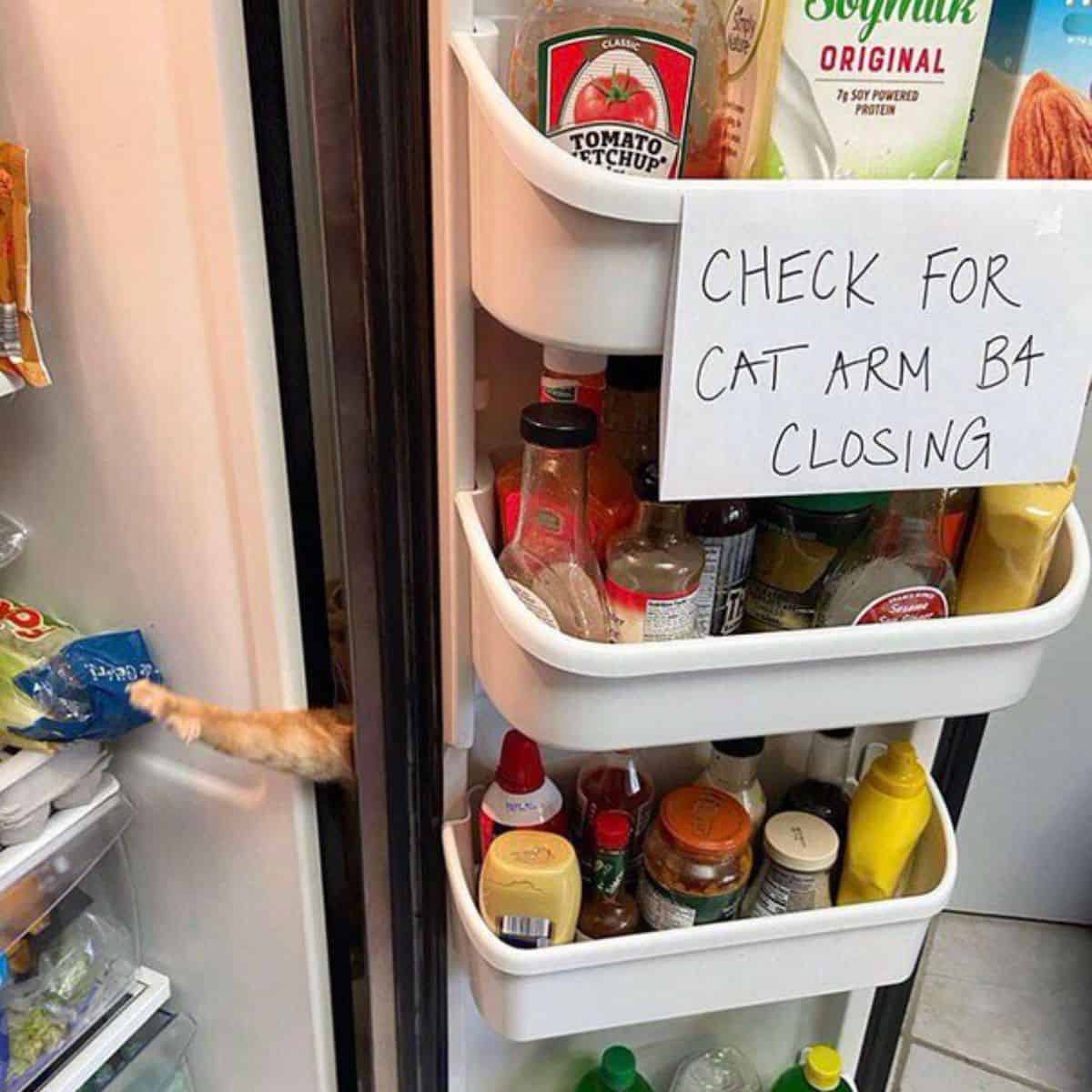 cats leg in the fridge