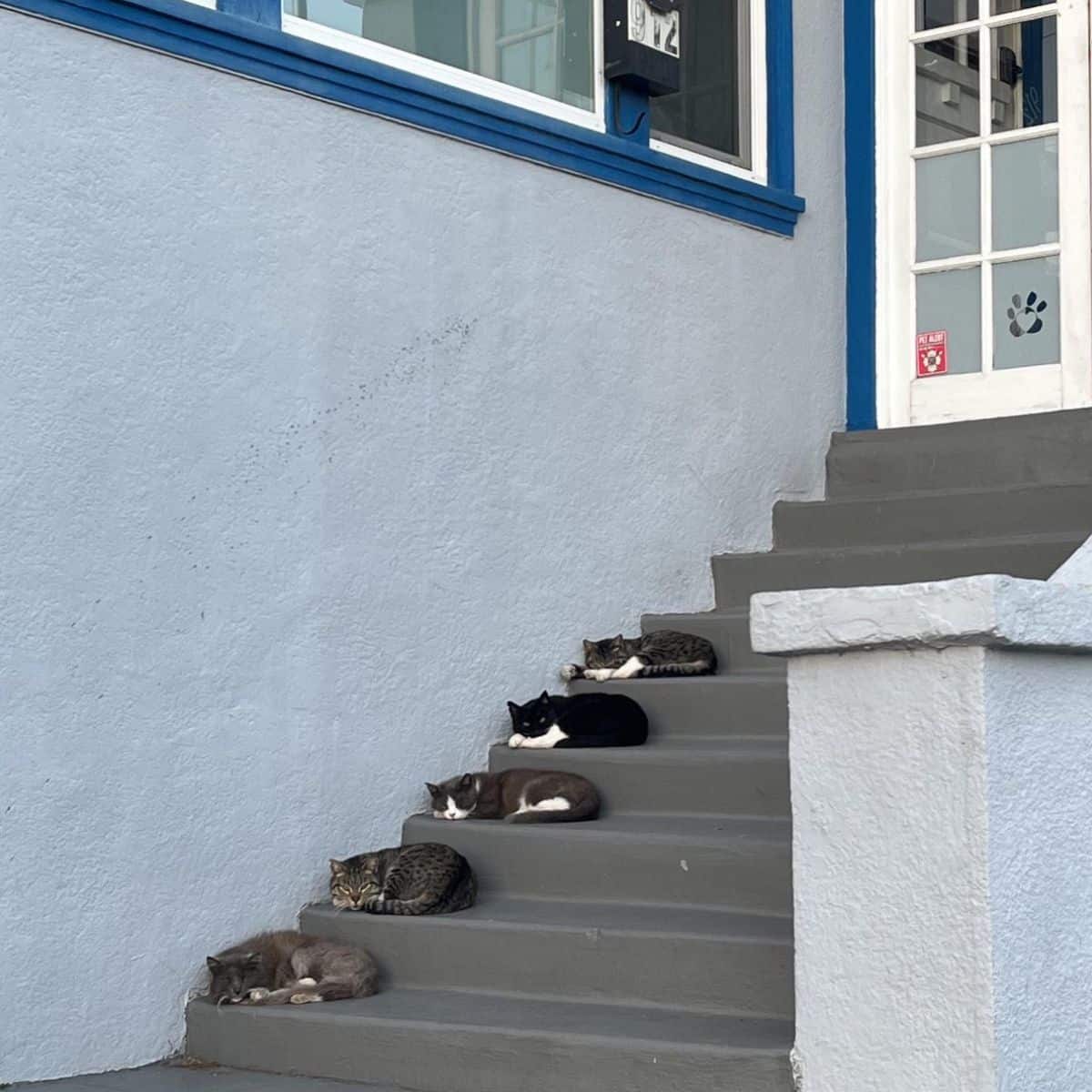 cats on the stairs