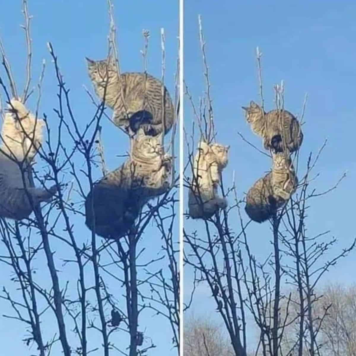 cats on the thin tree
